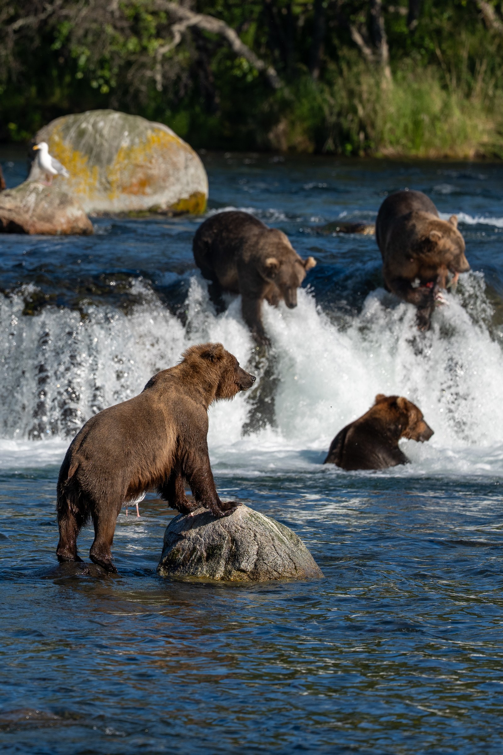 Bear Rock
