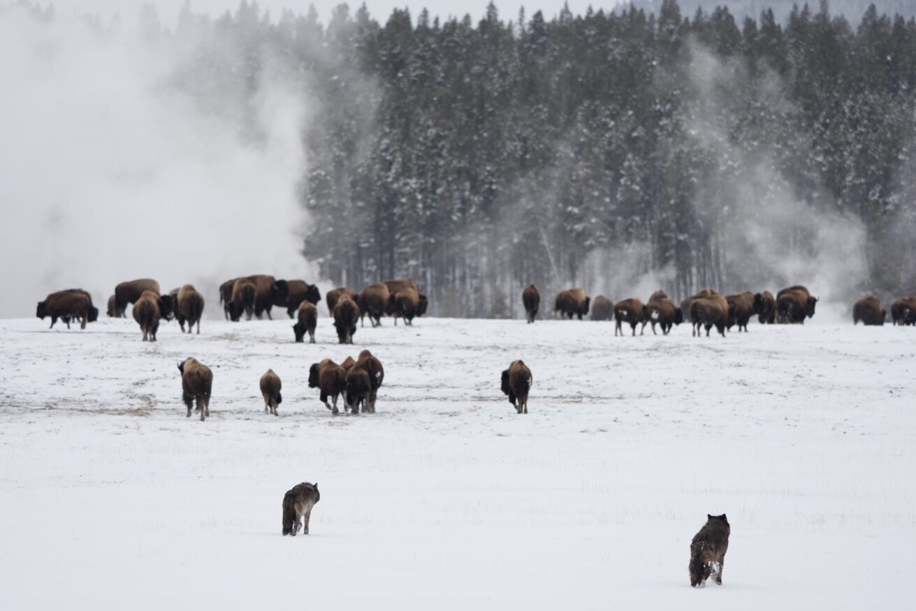 Wolves and bison, Fountain Flats
