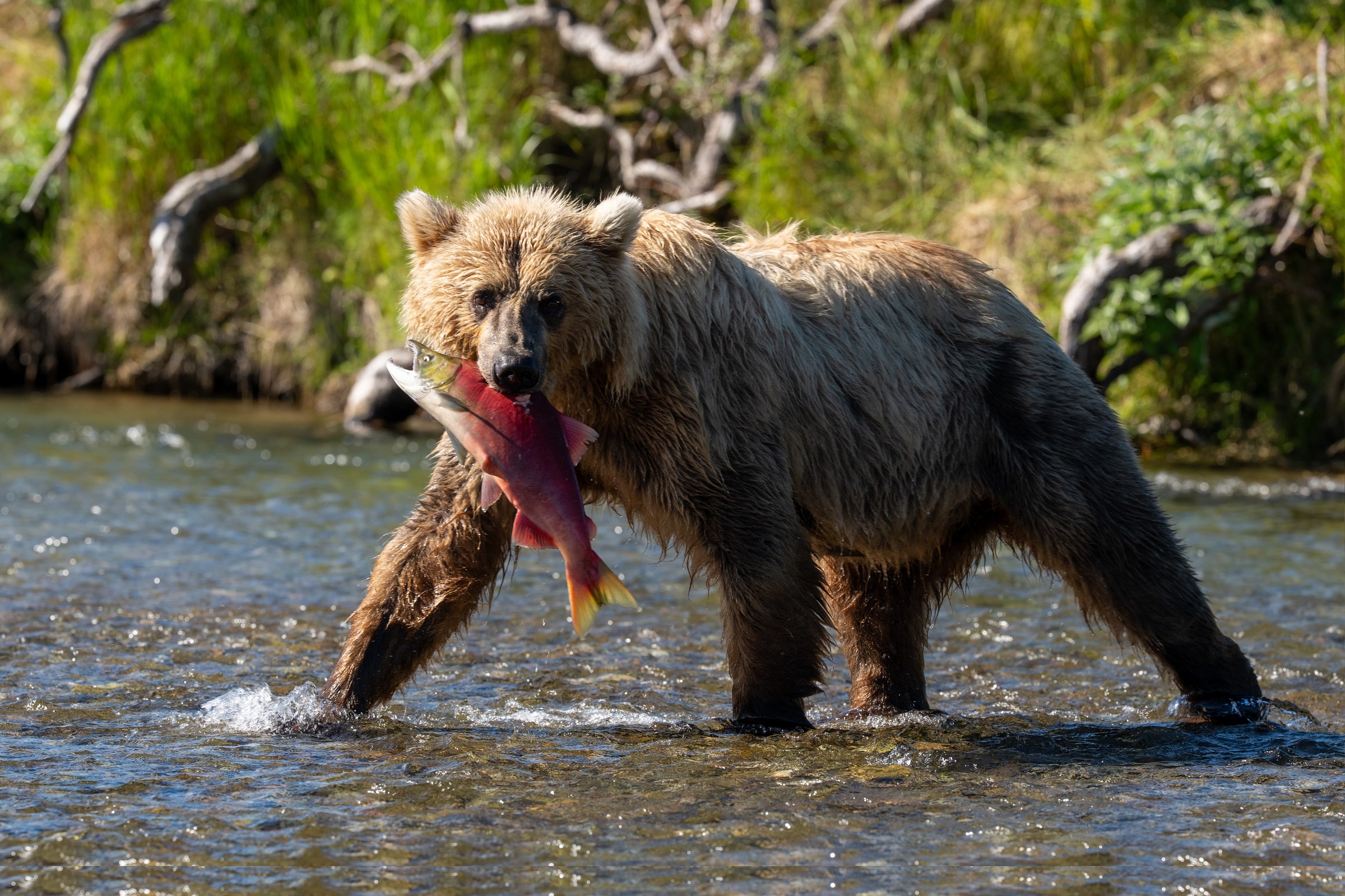 Fierce Catch