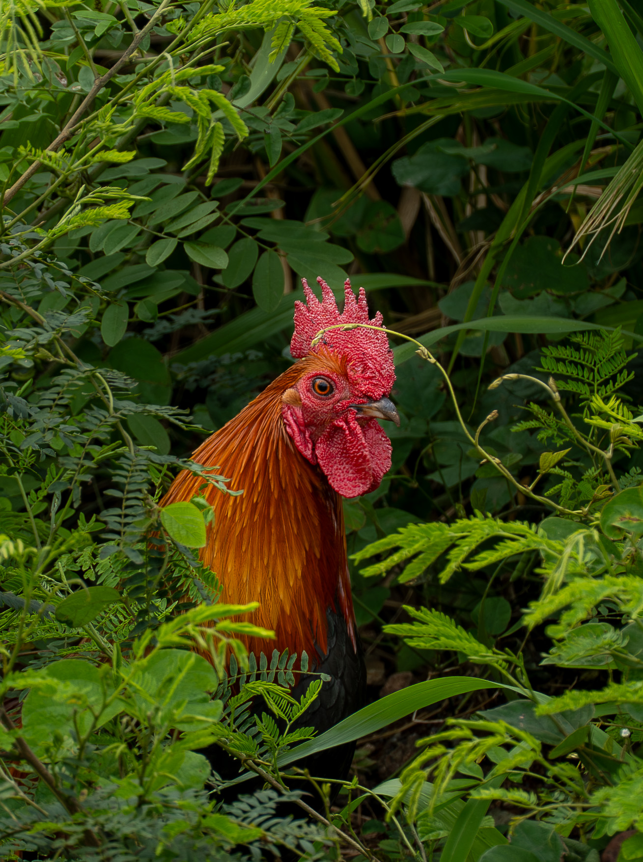 Hello Rooster