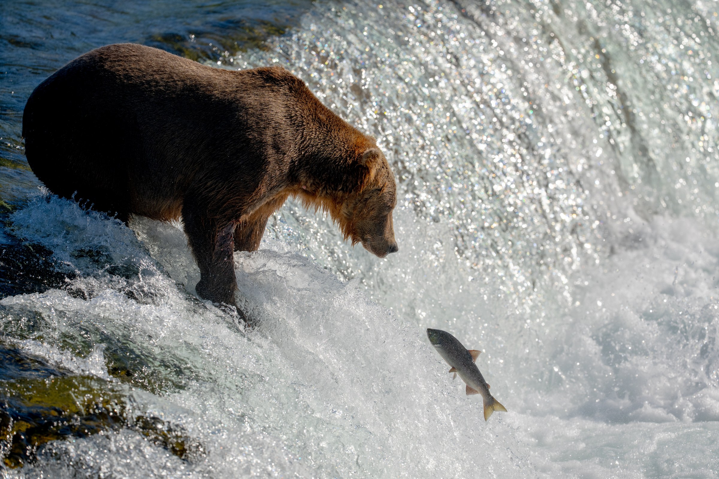 Leap of Faith