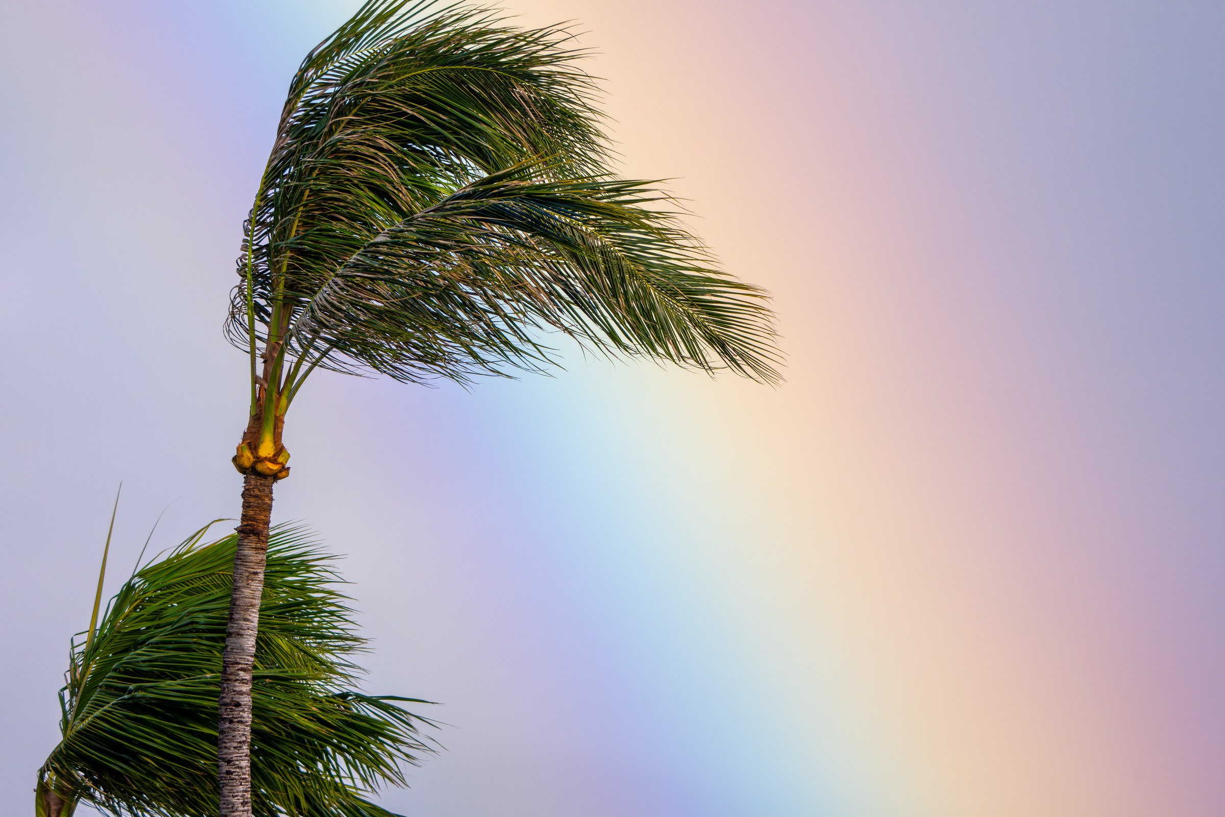 Rainbow Palms