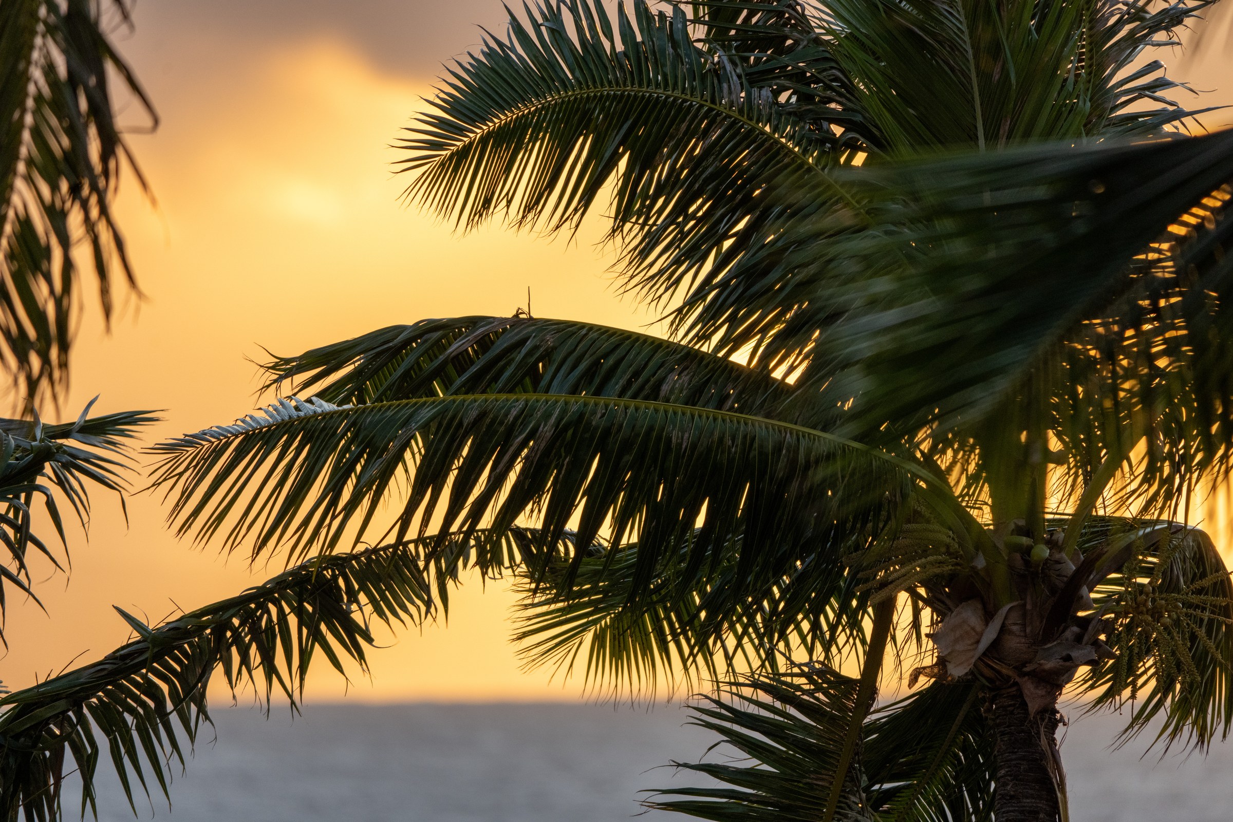Sunset Palms