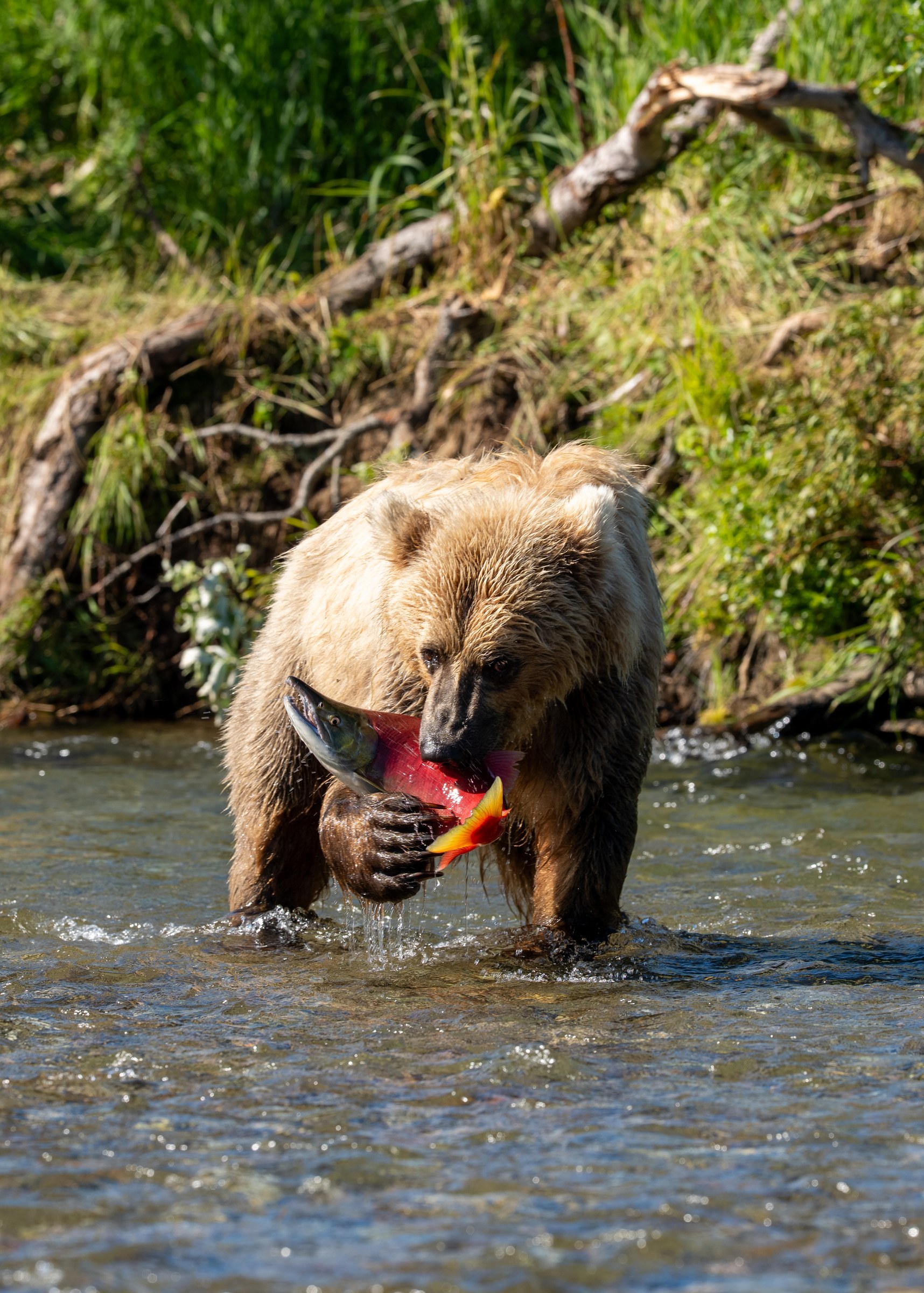 A Bear's Lunch