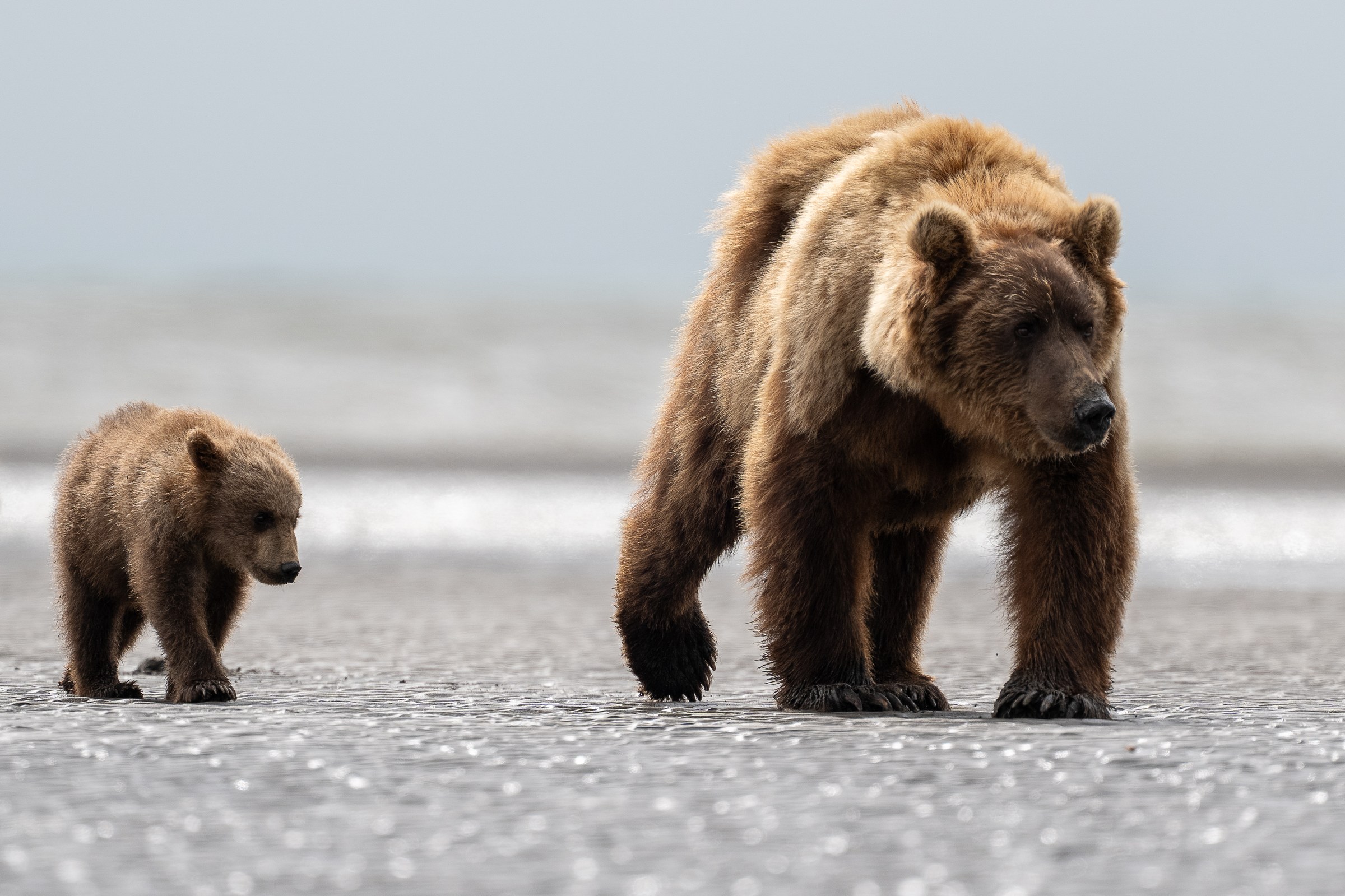 Beachy Bears
