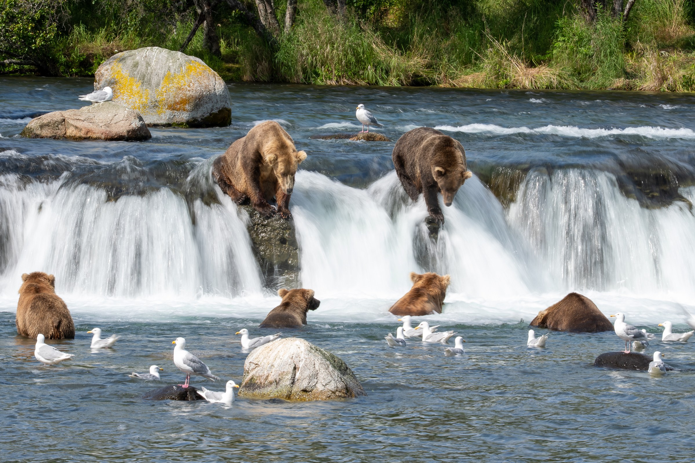 Bearadise