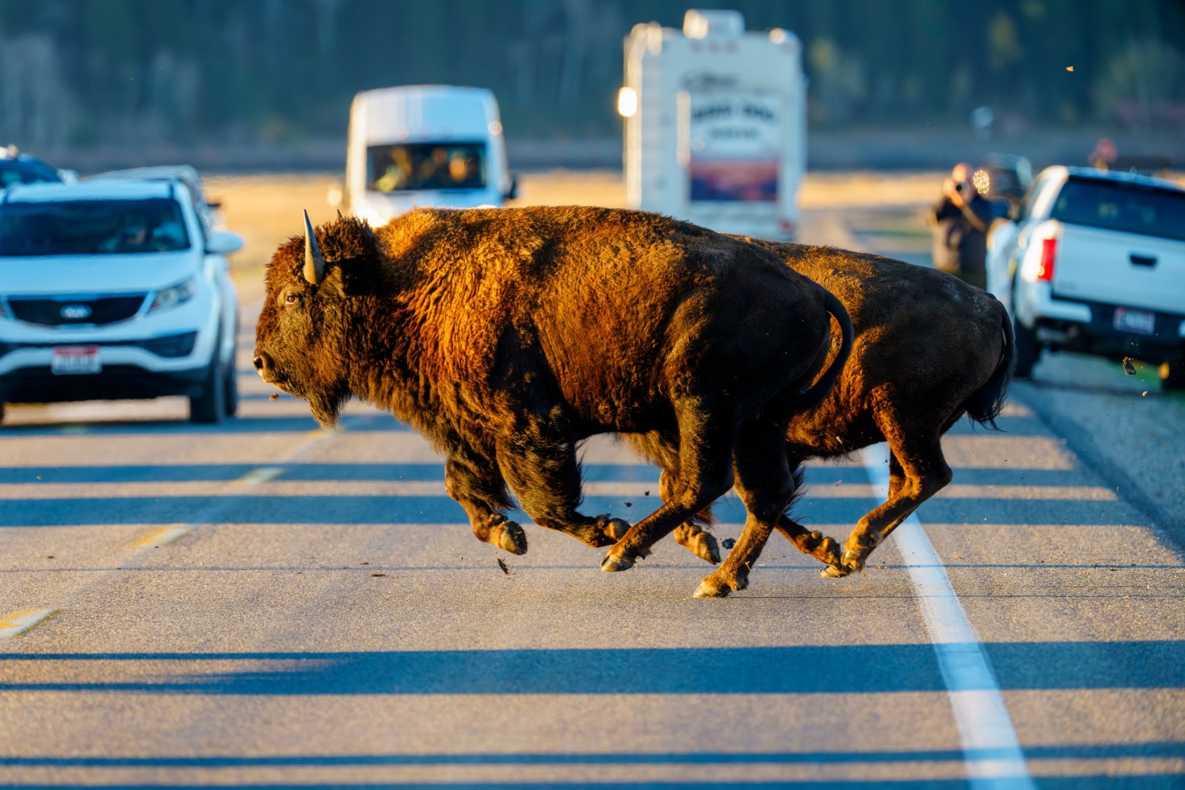 Bison running across the road through traffic