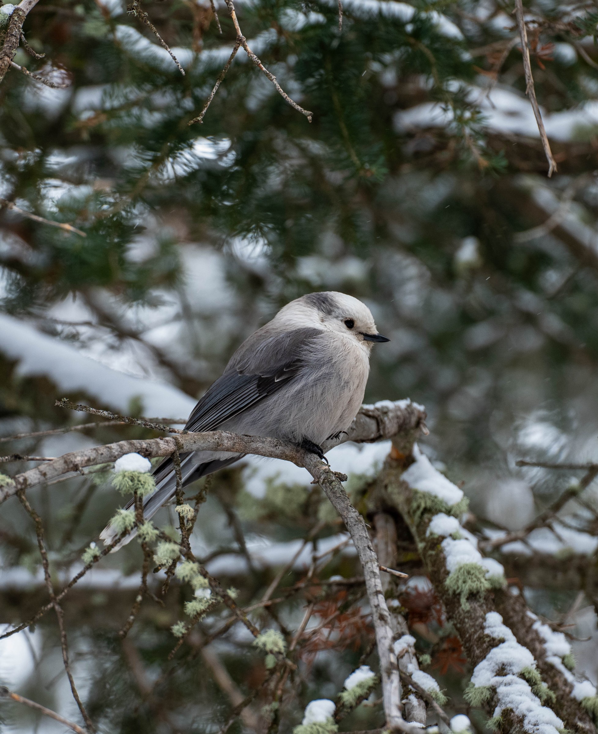 Canada Jay