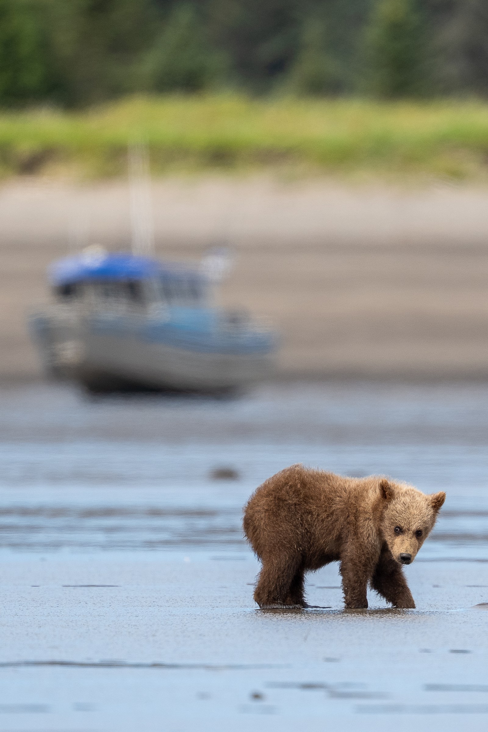 Coastal Cub Boat