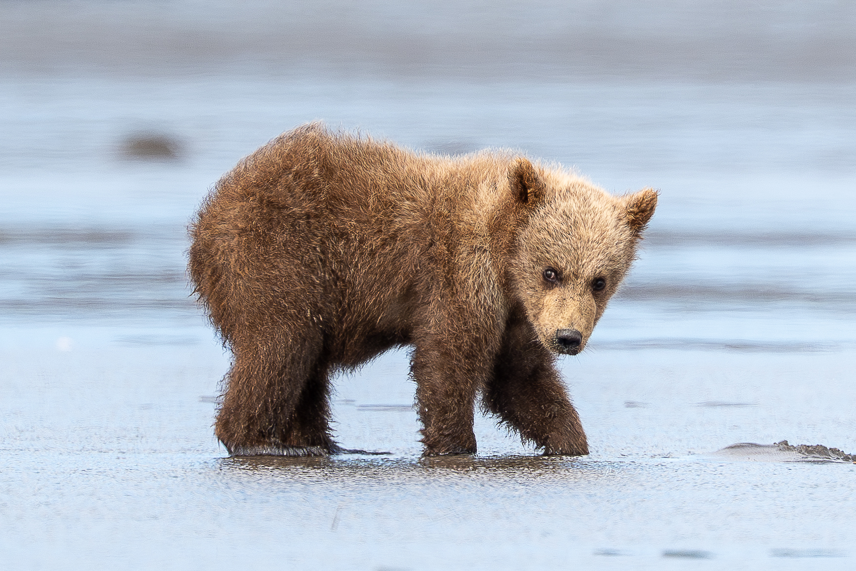 Coastal Cub