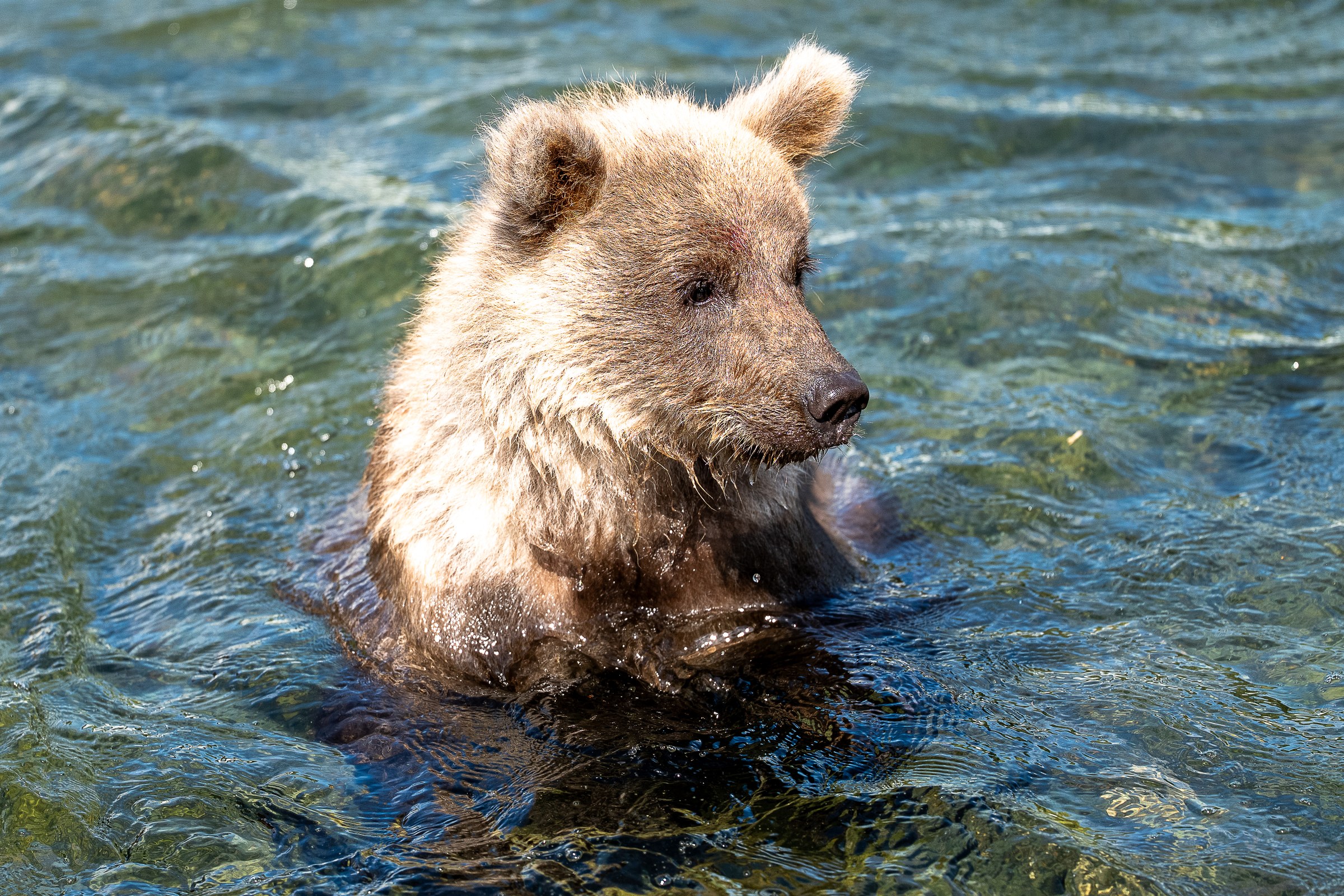 Cub Soak