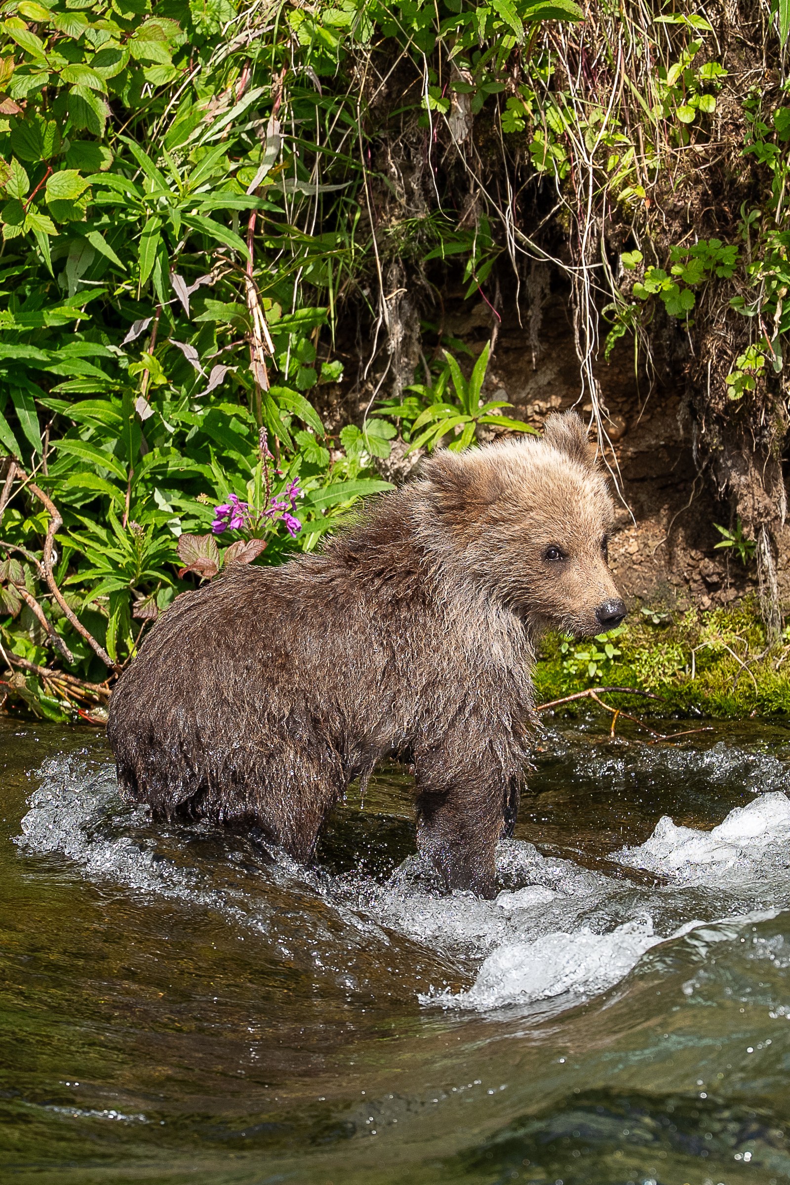 Fireweed Cub
