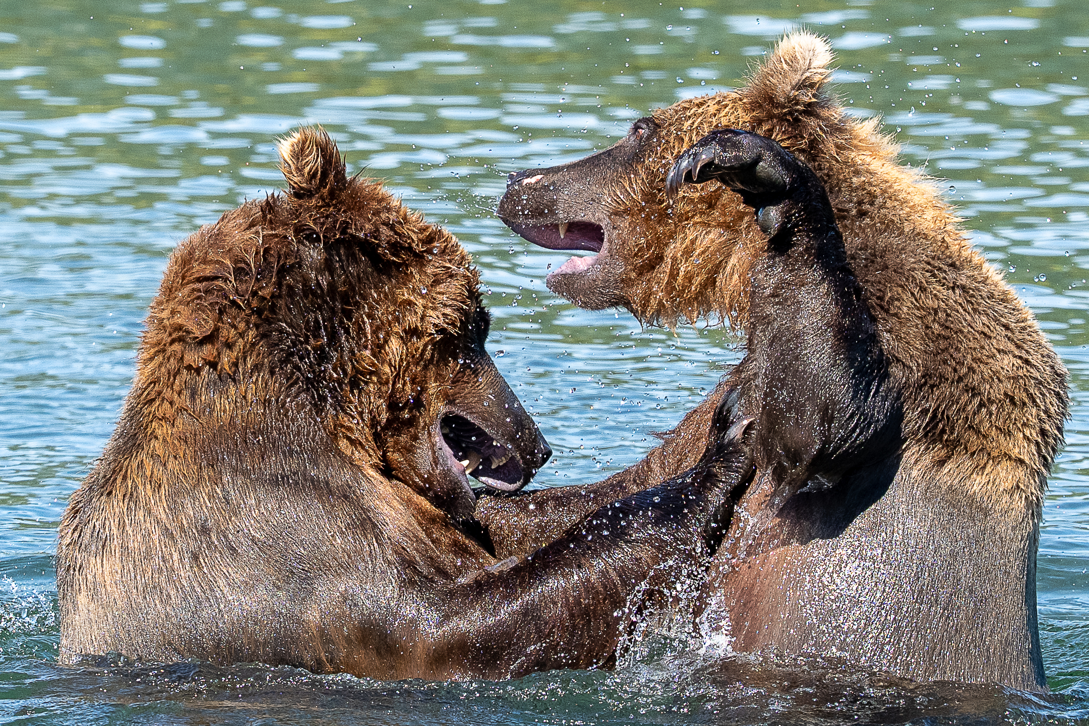 Learning to Fight
