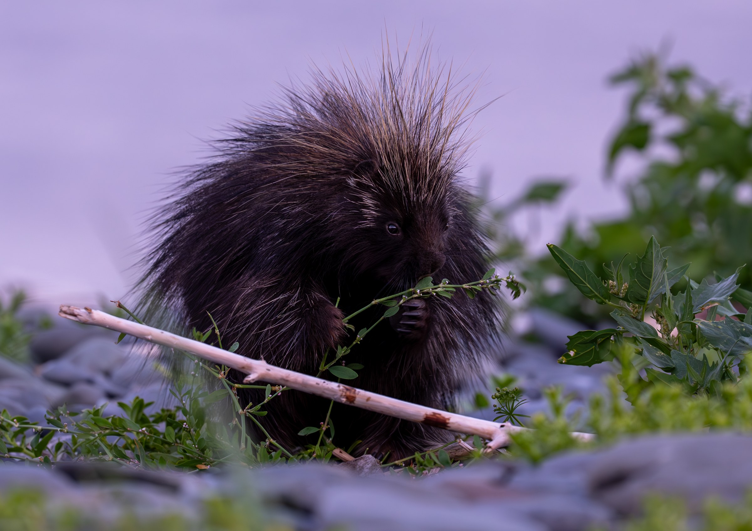 Porcupine Diner