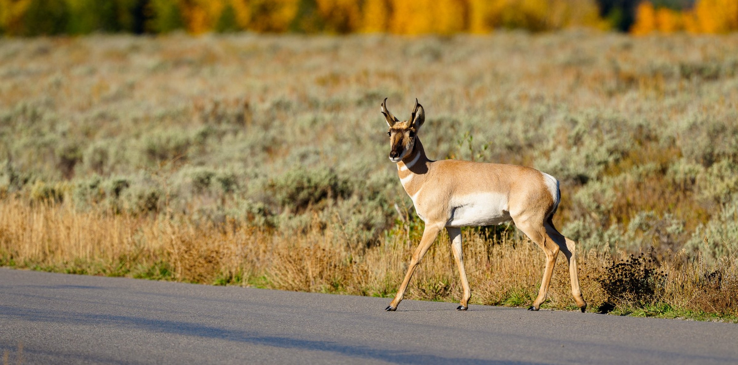 Pronghorn crossing the road