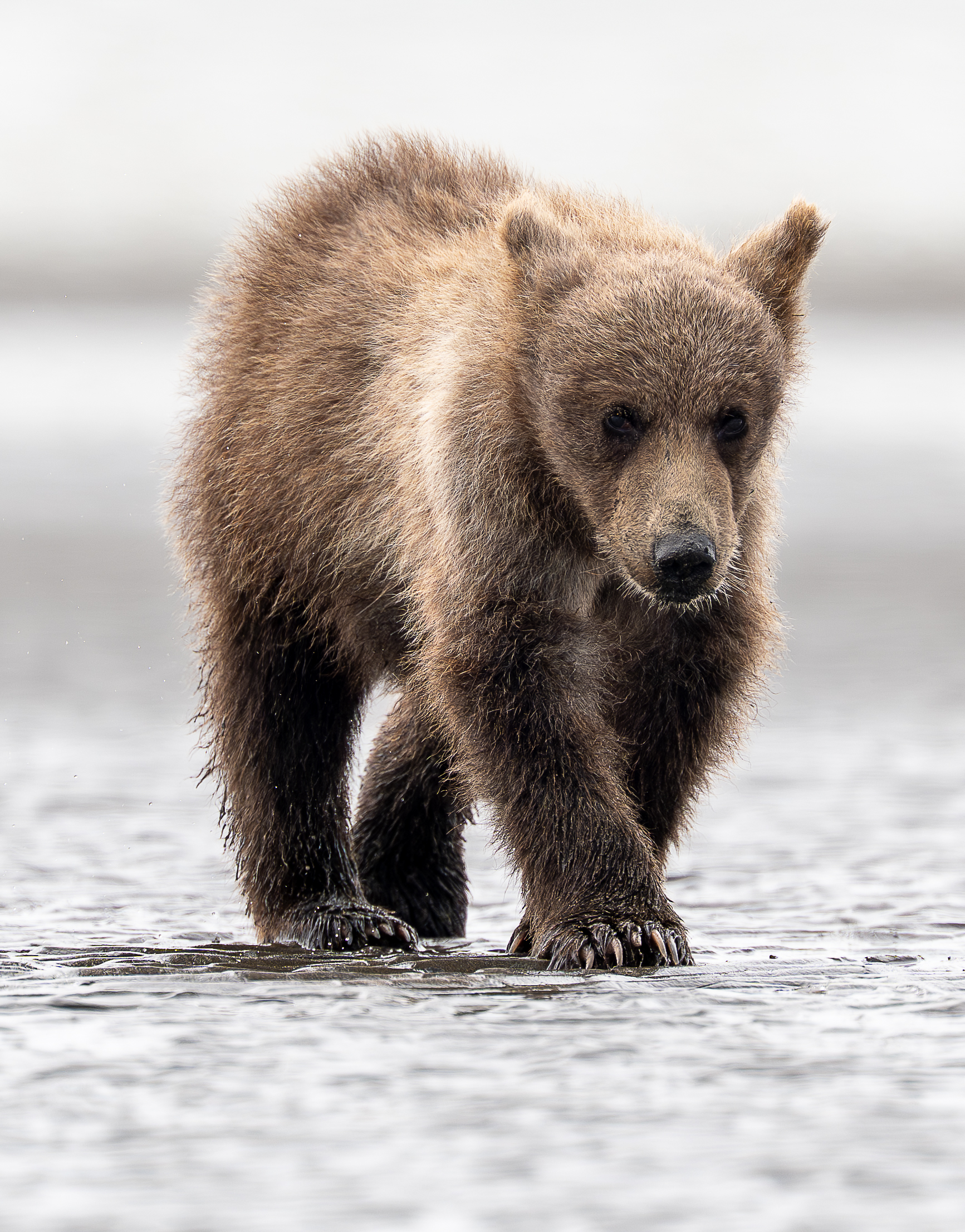 Sandy Nosed Cub