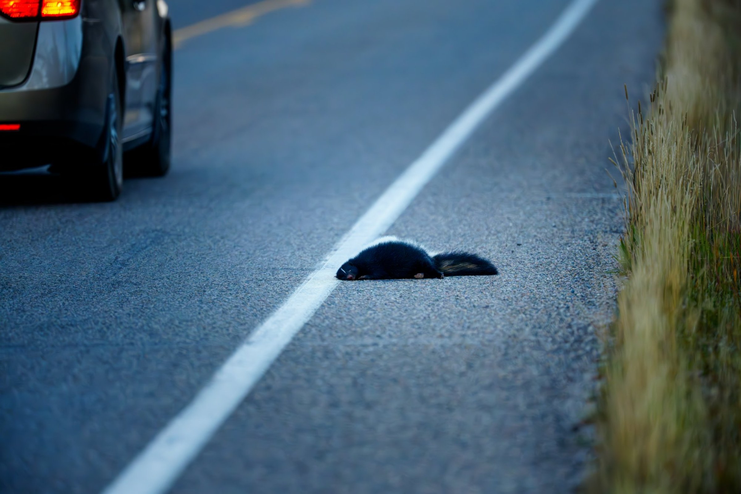 A skunk, still on the road near the Moran entrance, Tetons
