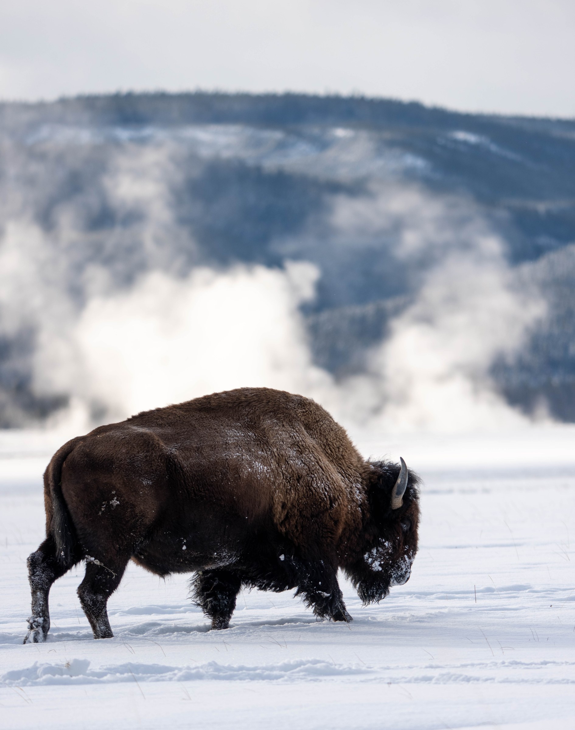Steamy Bison