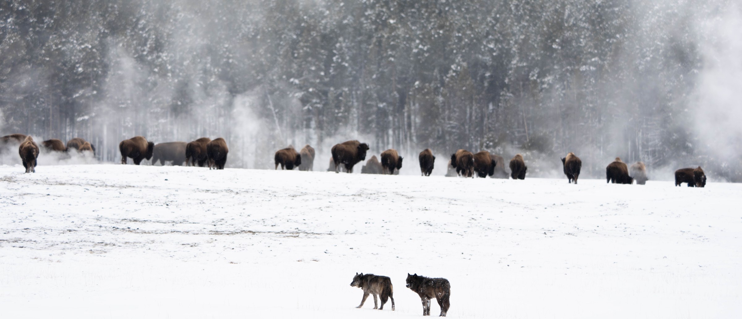 Surveying the Herd — Wide