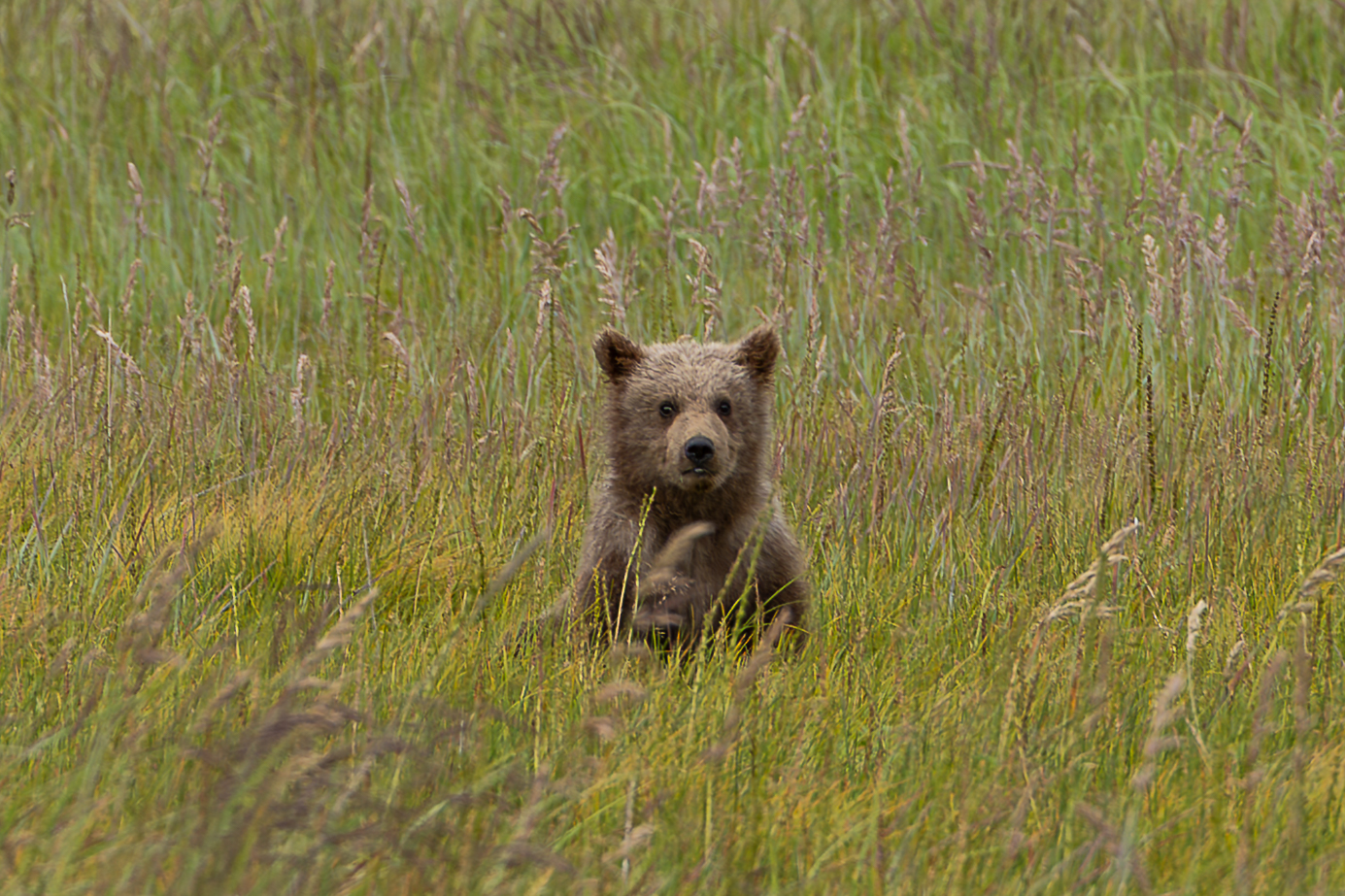 Teddy Bear