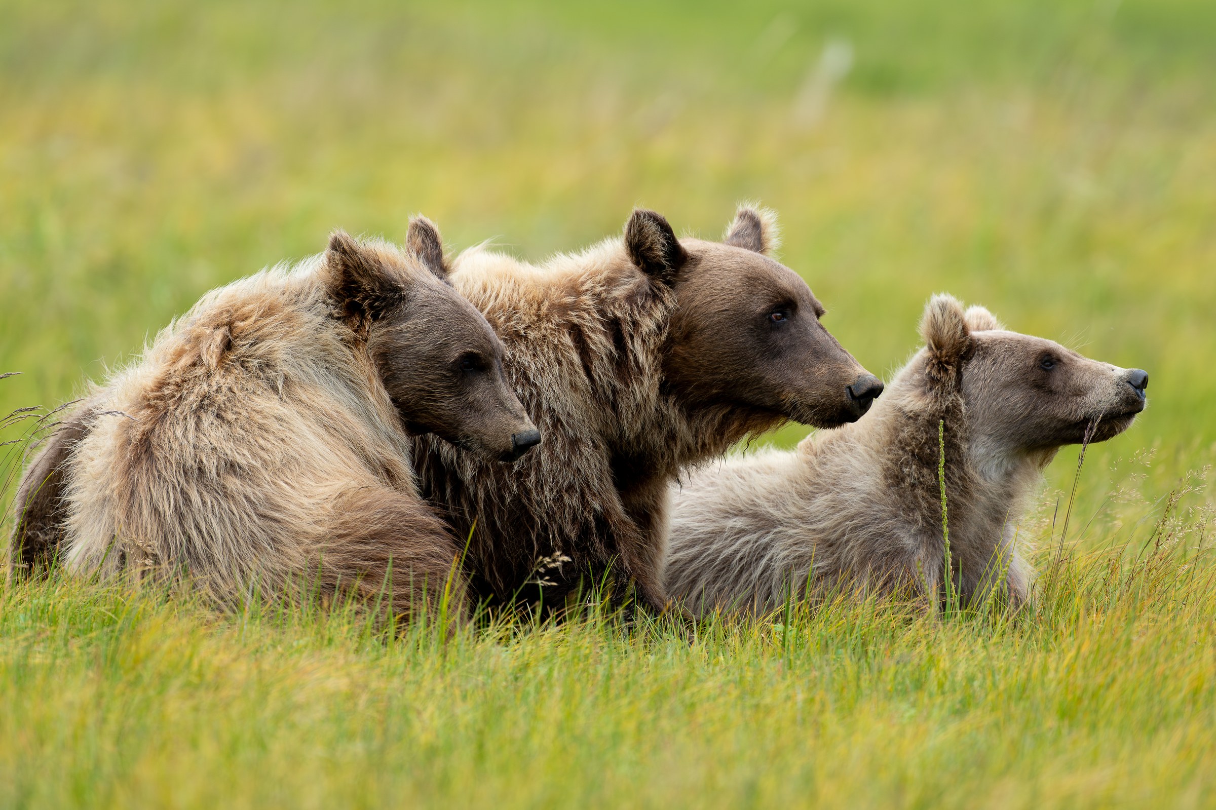 Three Little Bears