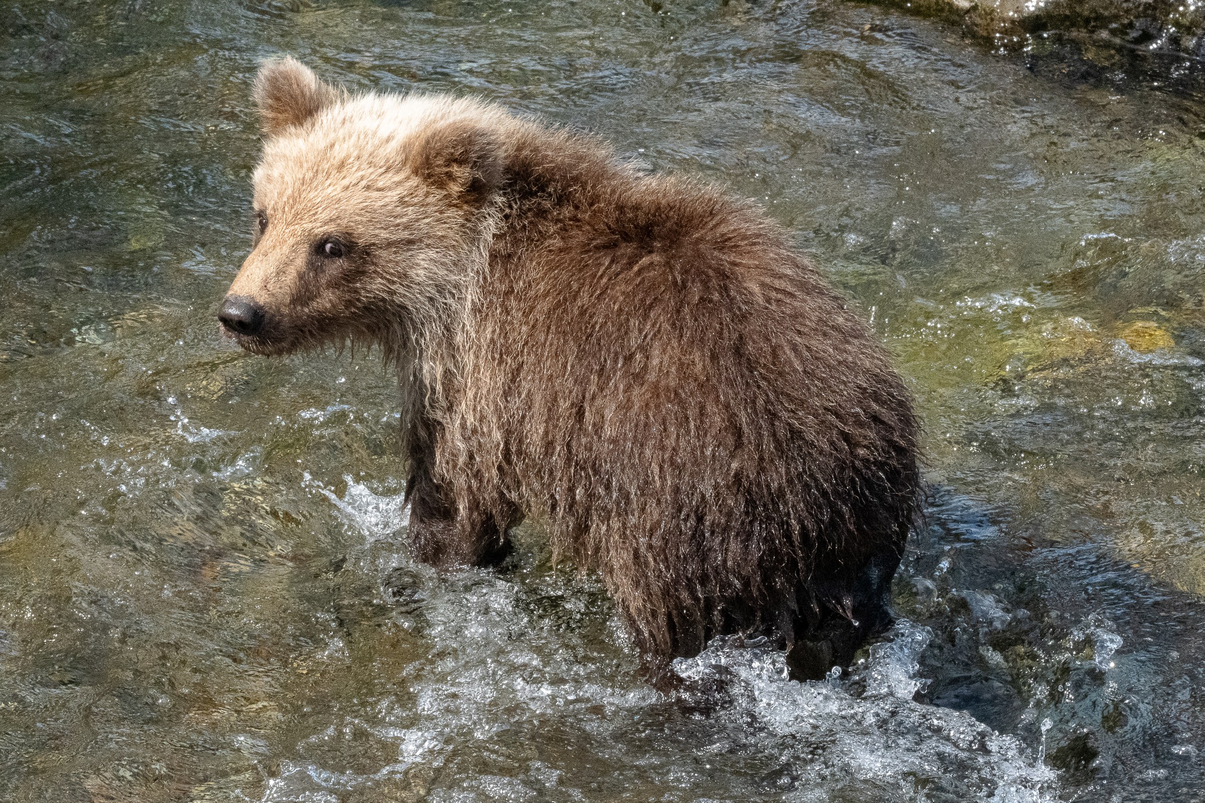 Wet Baby Bear